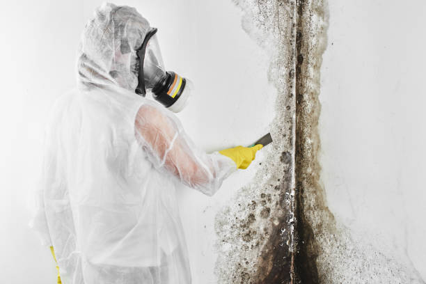 Reliable Yazoo City, MS Mold Removal Solutions